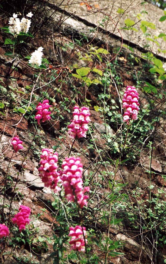 I muschi riconquistano le Mura Spagnole